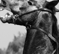 photographie cheval de course