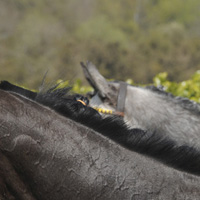 photographie cheval de course