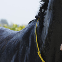 photographie cheval de course