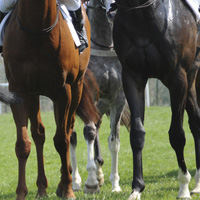 photographie cheval de course