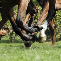 photographie cheval de course