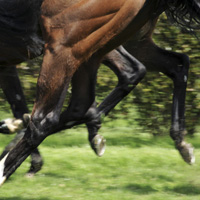 photographie cheval de course