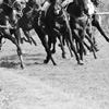 photographie cheval de course