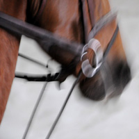 photographie cheval de course