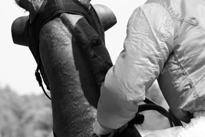 photographie cheval de course