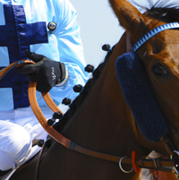 photographie cheval de course