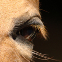 photographie couleur cheval, regard, dans les yeuxx