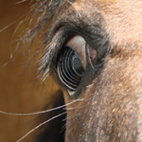 photographie couleur cheval, regard, dans les yeux