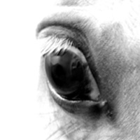 photographie noir et blanc cheval, regard, dans les yeux