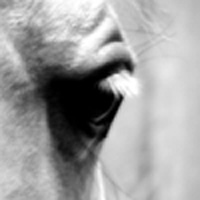 photographie noir et blanc cheval, regard, dans les yeux