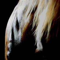 photographie couleur peau et crins cheval