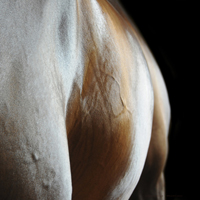 photographie couleur flanc cheval à fleur de peau