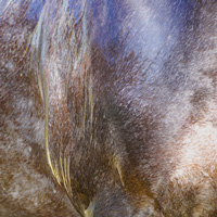 photographie couleur peau cheval, gros plan, reflet, à la limite de l'abstrait