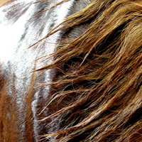 photographie couleur peau et crinière cheval