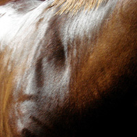 photographie couleur peau cheval