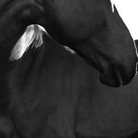 photographie noir et blanc attitude cheval