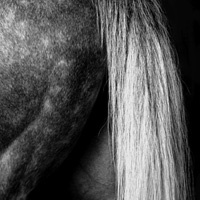 photographie noir et blanc cheval, croupe