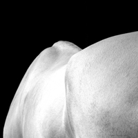 photographie noir et blanc ligne de dos cheval