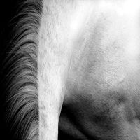 photographie noir et blanc ligne cheval