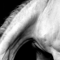 photographie noir et blanc ligne cheval