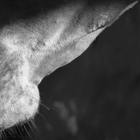 photographie noir et blanc profil cheval