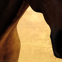 photographie couleur cheval