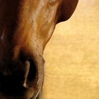 photographie couleur cheval