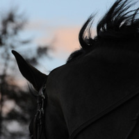 photographie cheval