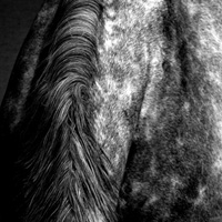 photographie noir et blanc cheval, encolure