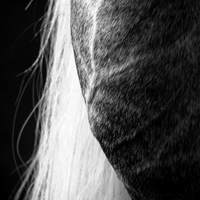 photographie noir et blanc ligne cheval