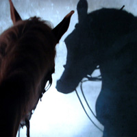 photographie ombre cheval dans un manège en hiver