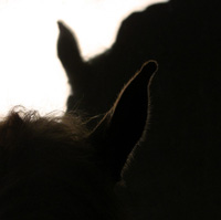 photographie ombre cheval