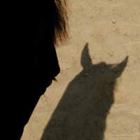 photographie ombre cheval sur le sable