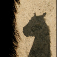 photographie ombre cheval sur le sable