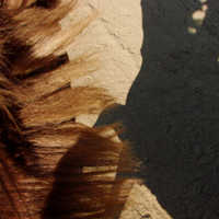 photographie ombre cheval