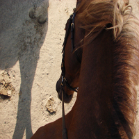 photographie ombre cheval