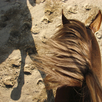 photographie ombre cheval