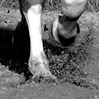 photographie ombre cheval