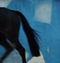 photographie ombre cheval dans un manège en hiver