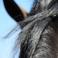 photographie couleur cheval, crinière au vent