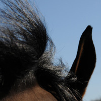 photographie couleur cheval, crinière au vent