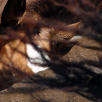 photographie couleur poulain