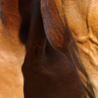 photographie couleur cheval